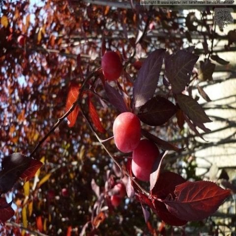 Kırmızı Yapraklı Süs Eriği Fidanı Erik