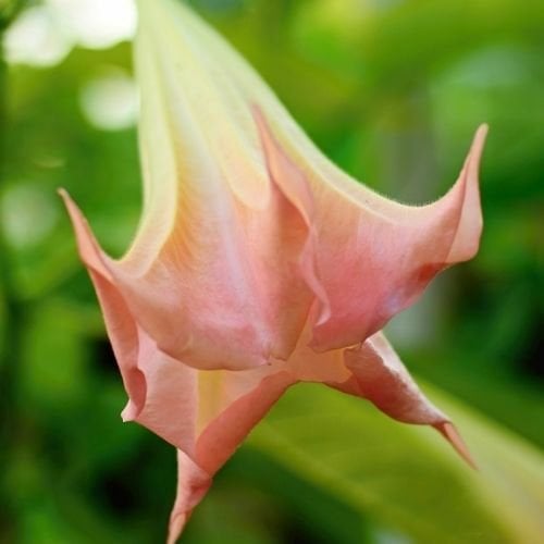 Datura Boru Çiçeği Pembe  Brugmansia Angels Trumpet