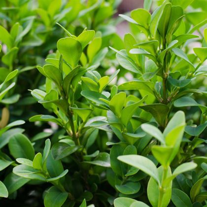 Şimşir Ağacı Fidanı Tam Çit Bitkisi