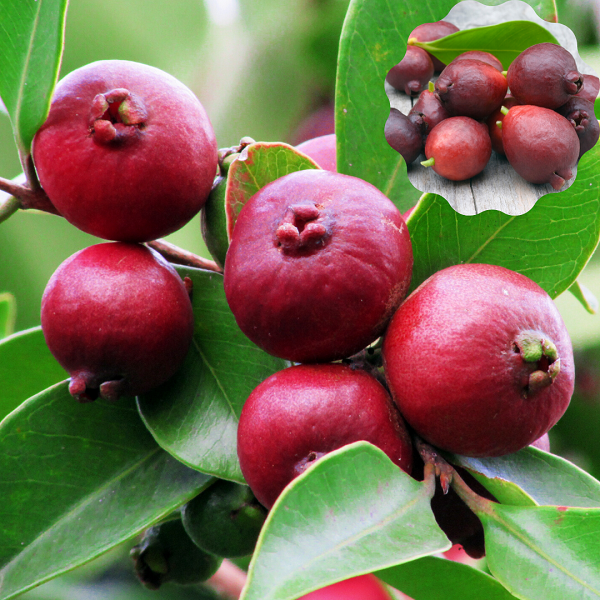 Çilek Guavası Fidanı 40 cm Psidium Littorale Var.