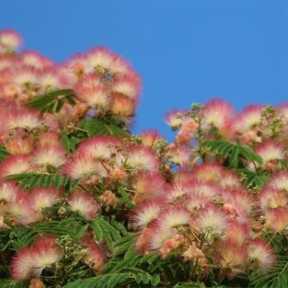 Gülibrişim İpek Ağacı