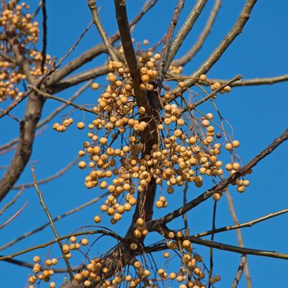 Tesbih Ağacı Fidanı Melia Azedarach