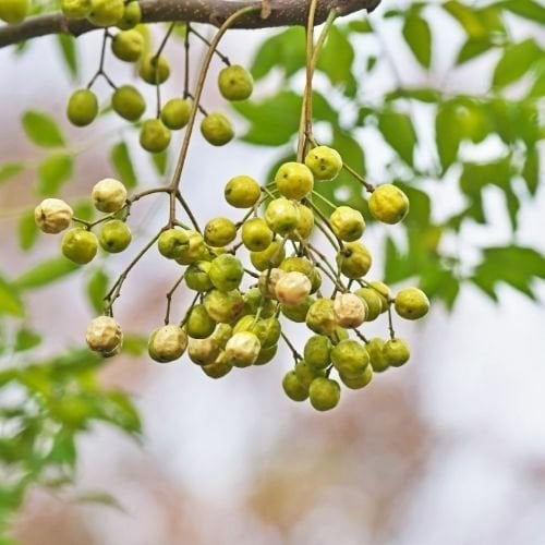 Tesbih Ağacı Fidanı Melia Azedarach