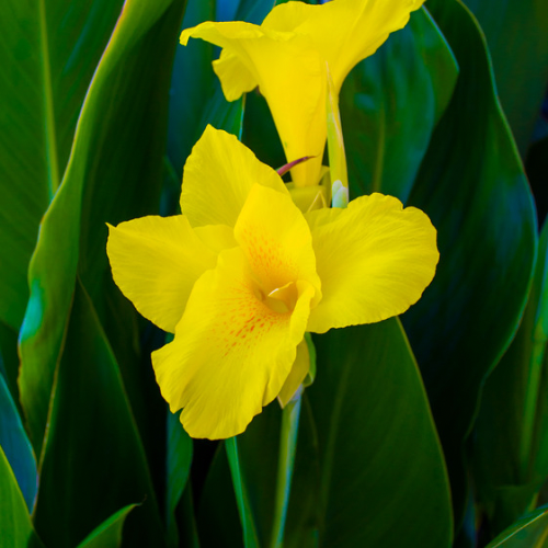 Mezarlık İçin Kana Tesbih Çiçeği Sarı