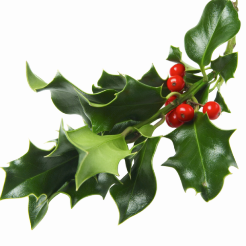 Çoban Püskülü Fidanı 60 cm İlex Aquifolium.