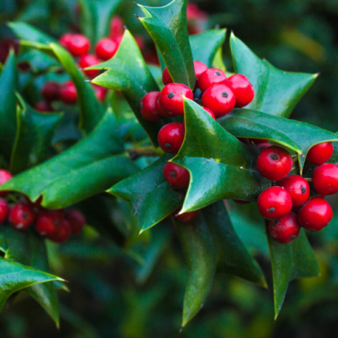 Çoban Püskülü Fidanı 60 cm İlex Aquifolium.