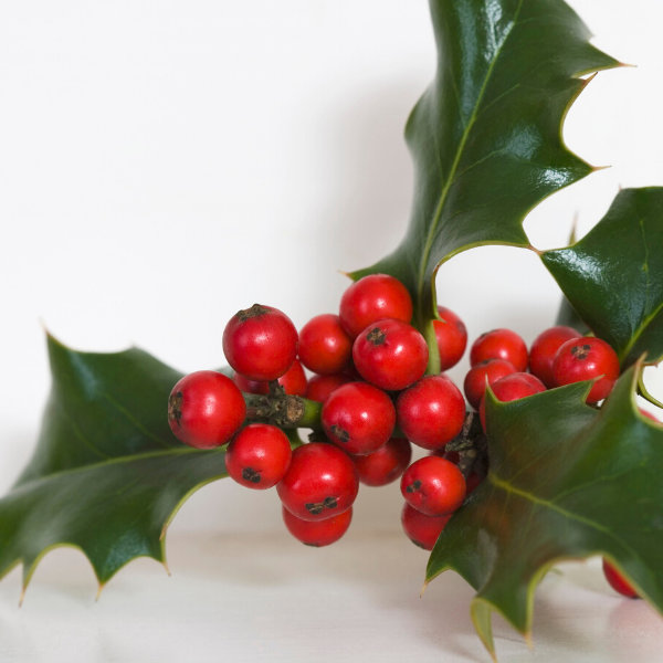 Çoban Püskülü Fidanı 60 cm İlex Aquifolium.