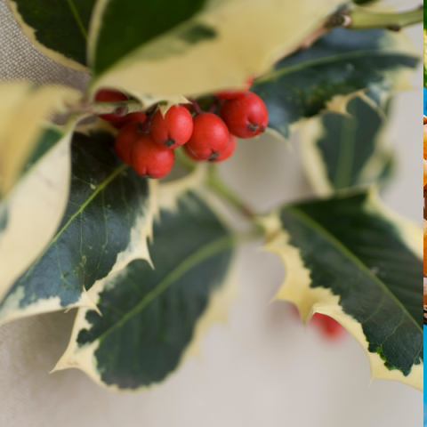 Alacalı Çoban Püskülü Fidanı İlex Aquifolium