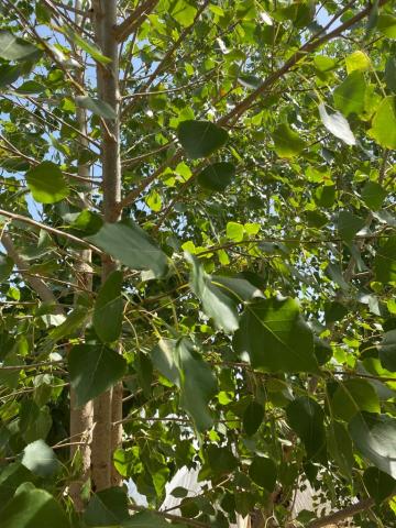 Kavak Ağacı Fidanı Kanada Kavağı