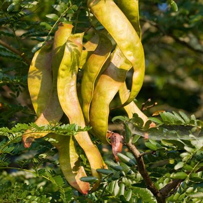 Gladiçya Ağacı Fidanı