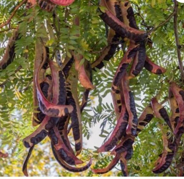 Gladiçya Ağacı Fidanı