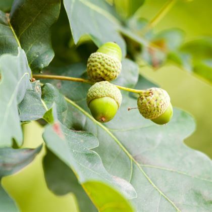 Pelit Fidanı Meşe Ağacı