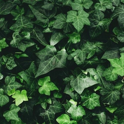 Orman Sarmaşığı Hedera Helix