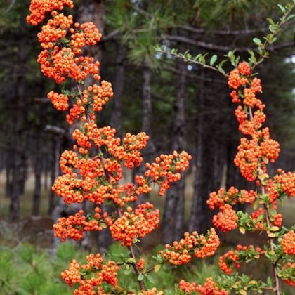 Bodur Ateş Dikeni Çiçeği Top Çiçekli