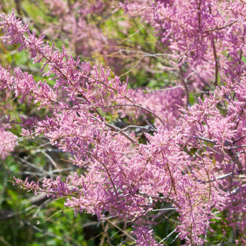 Ilgın Fidanı Tamarix Tetrandra