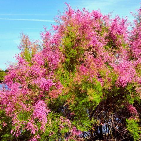 Ilgın Fidanı Tamarix Tetrandra
