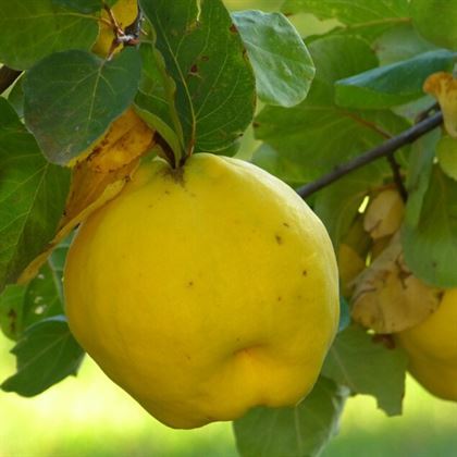 Midilli Ege 25 Ayva Fidanı