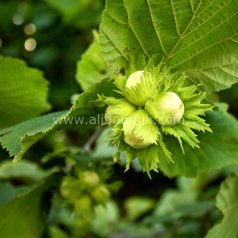 Kuş Fındık Fidanı