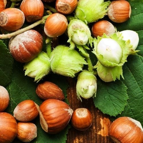 Ordu Çakıldak Fındık Fidanı