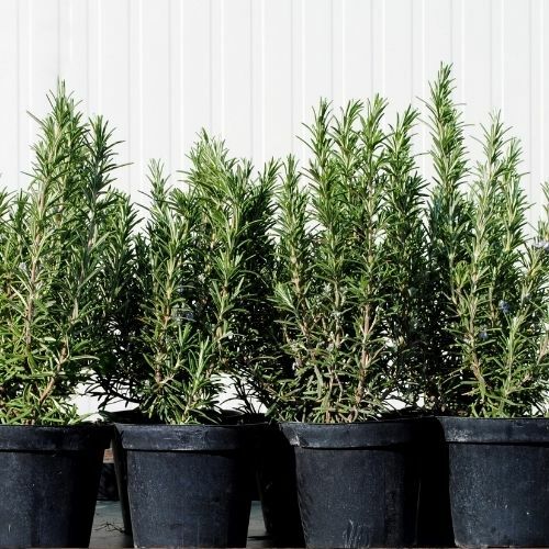 Aromatik Biberiye Fidanı Kuşdili