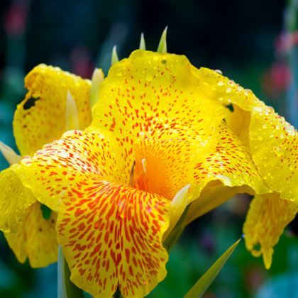 Alacalı Kana Çiçeği 30 cm Canna İndica Variegata