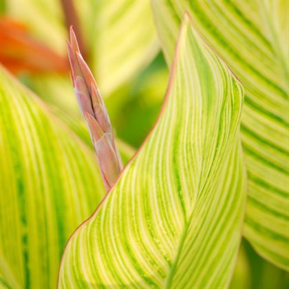 Alacalı Kana Çiçeği 30 cm Canna İndica Variegata