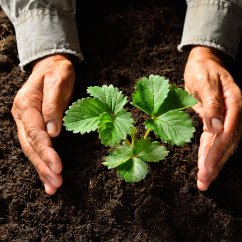 Albion Çilek Fidesi 10 adet