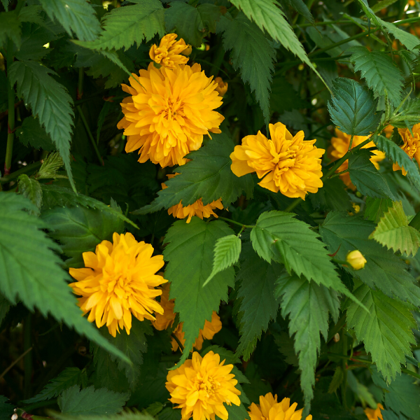 Kanarya Gülü Fidanı Kerria Japonica