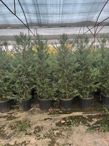Leylandi Fidanı Çit Bitkisi 100 cm