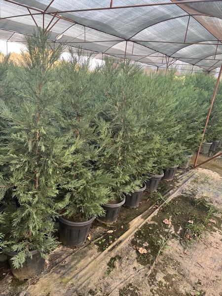 Leylandi Fidesi Çit Bitkisi 100 cm