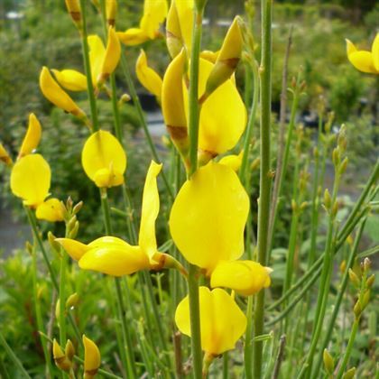 Katır Tırnağı Fidanı Spartium Junceum