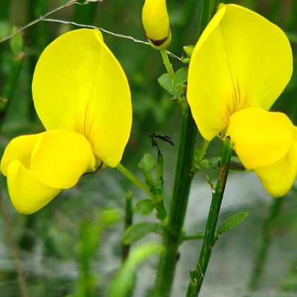 Katır Tırnağı Fidanı Spartium Junceum