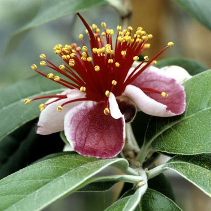 Kaymak Ağacı Fidanı Feijoa Sellowiana