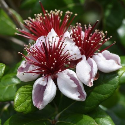 Kaymak Ağacı Fidanı Feijoa Sellowiana