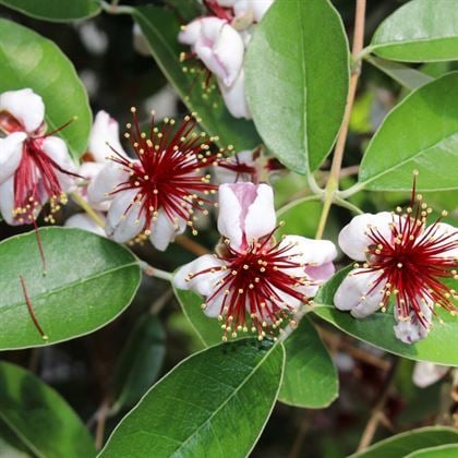 Kaymak Ağacı Fidanı Feijoa Sellowiana