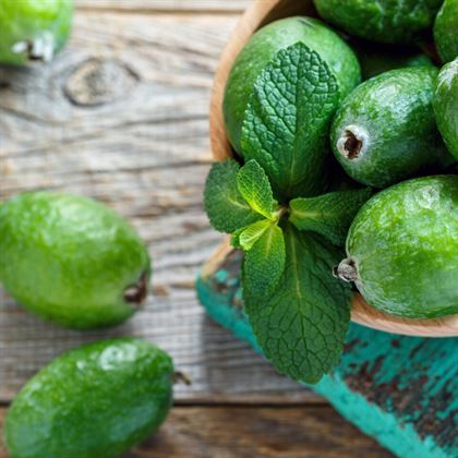 Kaymak Ağacı Fidanı Feijoa Sellowiana