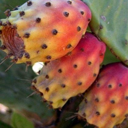 Hint İnciri kaynana dili