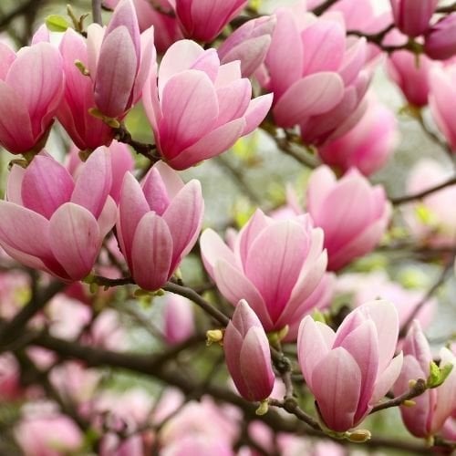 Yaprak Döken Pembe Manolya Saray Lalesi 150 cm Magnolia