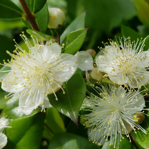 Mezarlık Çiçeği Mersin Fidanı Murt