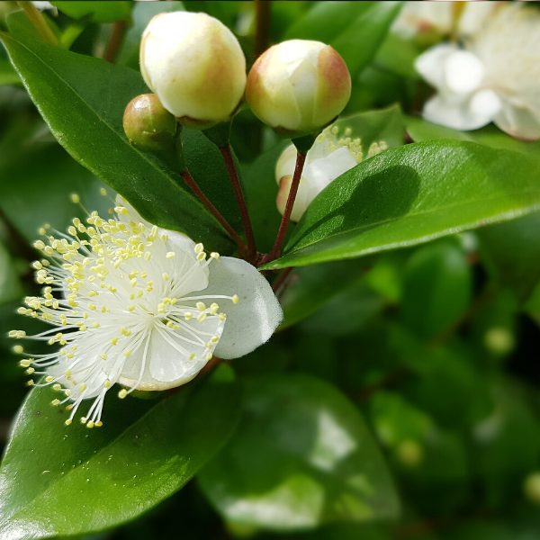 Mezarlık Çiçeği Mersin Fidanı Murt