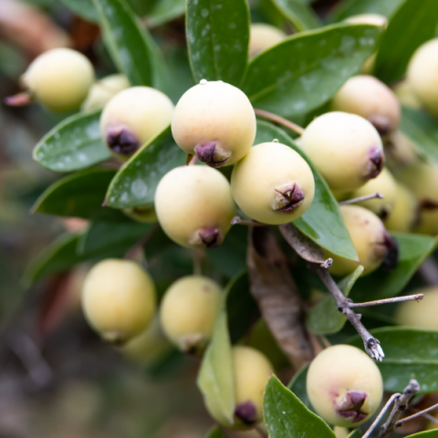 Mezarlık Çiçeği Mersin Fidanı Murt