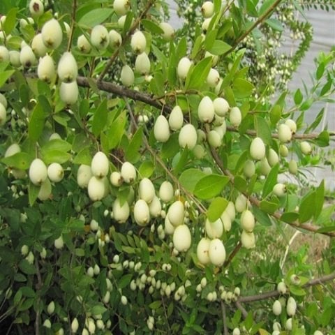 Mezarlık Çiçeği Mersin Fidanı Murt