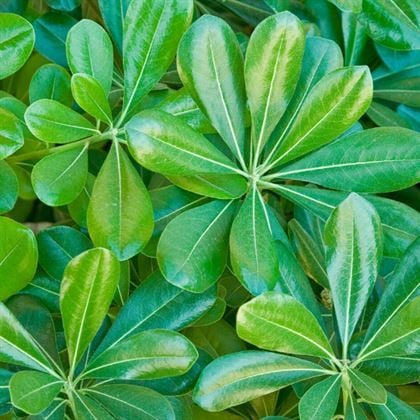 Bodur Pitosporum Pittosporum Nanum.