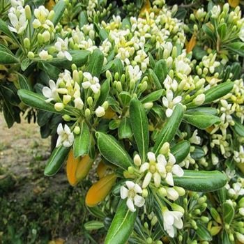 Bodur Pitosporum Pittosporum Nanum.