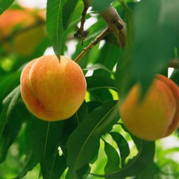 Anadolu Şentürk Şeftali Fidanı