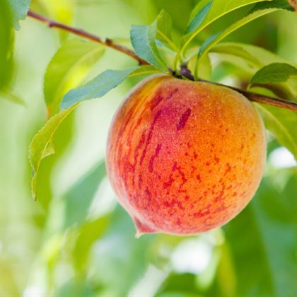 Anadolu Şentürk Şeftali Fidanı
