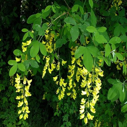 Sarı Salkım Fidanı  Laburnum Anagyroides