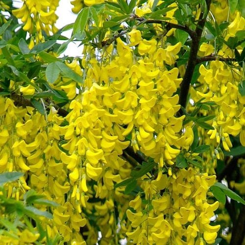 Sarı Salkım Fidanı  Laburnum Anagyroides