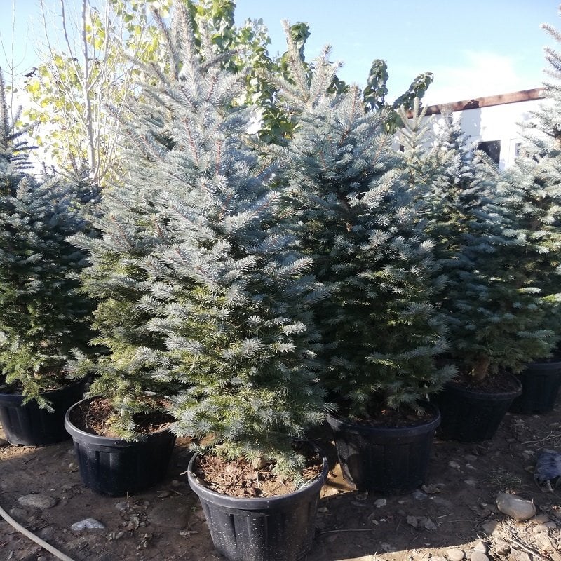 Mavi Ladin Ağacı Yılbaşı Çamı