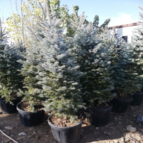 Mavi Ladin Ağacı Yılbaşı Çamı